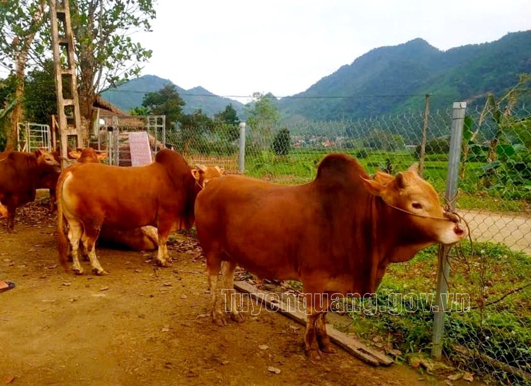 Hướng đi bền vững từ chăn nuôi Bò Vàng trên vùng Cao nguyên đá Tuyên Quang