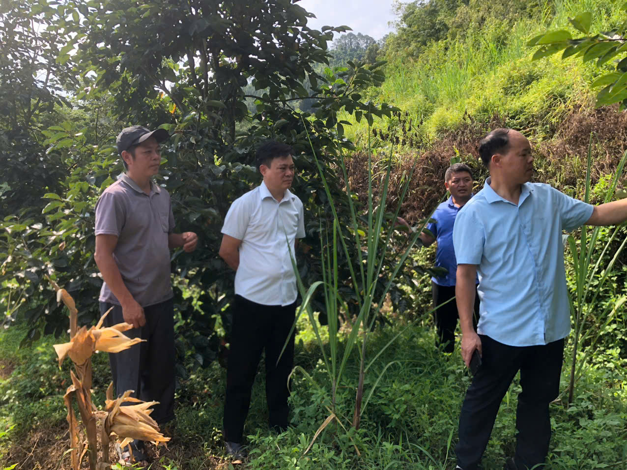 LÃNH ĐẠO XÃ CÁN TỶ KIỂM TRA MÔ HÌNH CÂY HỒNG KHÔNG HẠT CẢI TẠO, PHÒNG CHỐNG RỤNG QUẢ CÂY HỒNG KHÔNG HẠT TẠI XÓM NA QUANG THÔN NA CẠN