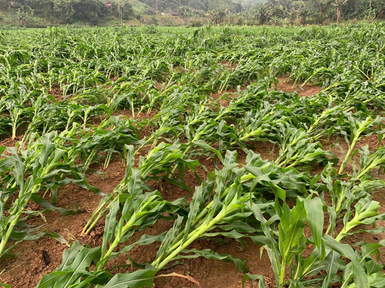 Thiệt hai ng&ocirc;.jpg