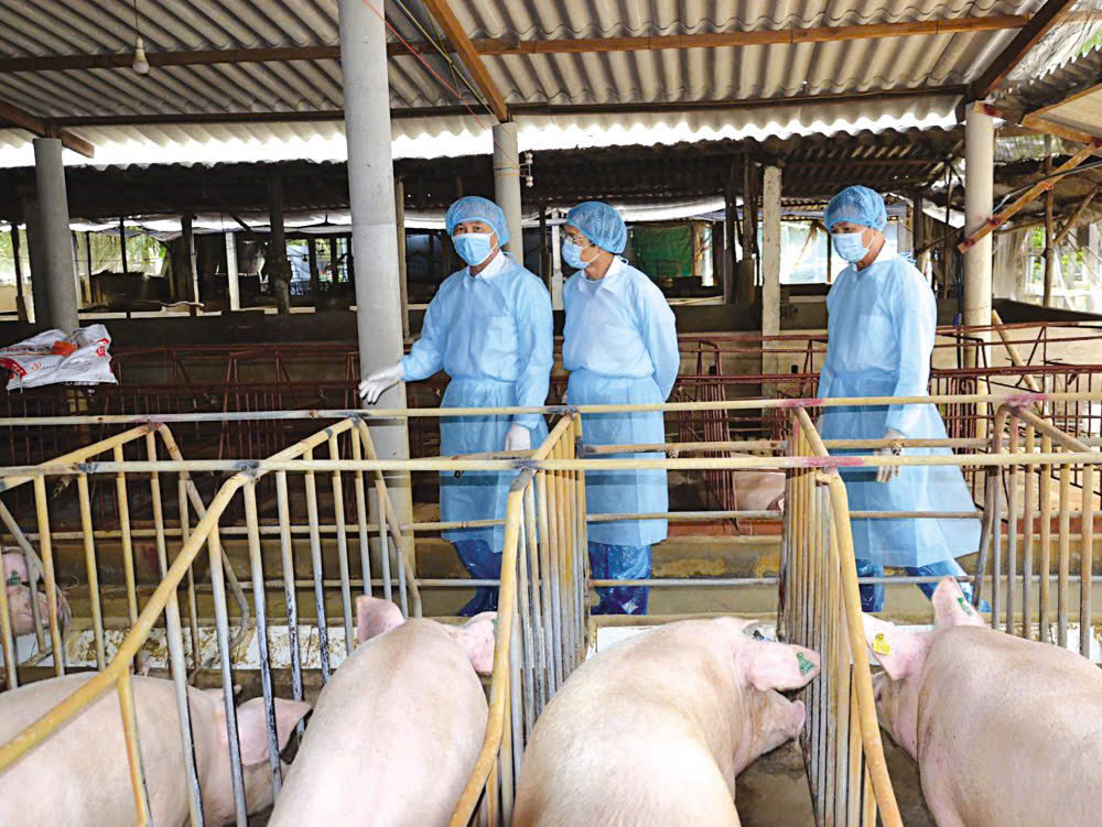 Chăn nuôi an toàn sinh học không tiếp xúc – Lá chắn bảo vệ đàn vật nuôi trước dịch bệnh