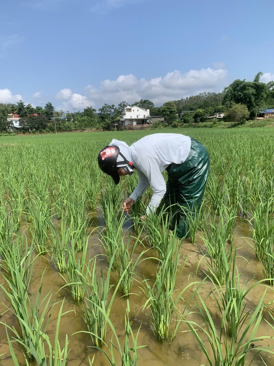 Chủ động chăm sóc và phòng trừ sâu bệnh, bảo vệ sản xuất vụ Hè Thu, vụ Mùa năm 2026