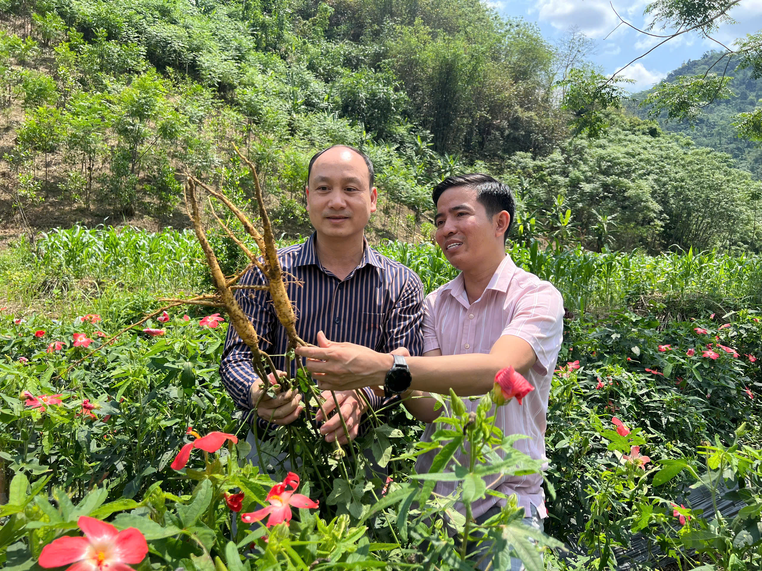 Kiên Đài: Đánh giá hiệu quả mô hình trồng Sâm bố chính, định hướng mở rộng vùng sản xuất
