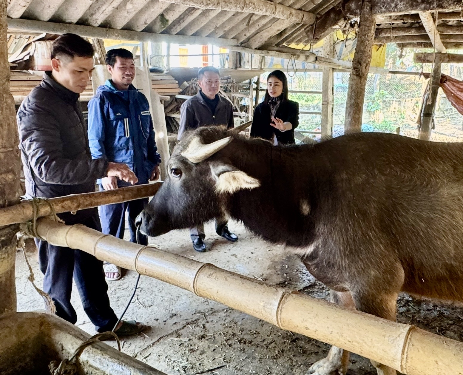 Xã Bình Xa chủ động phòng, chống đói rét cho đàn trâu, bò