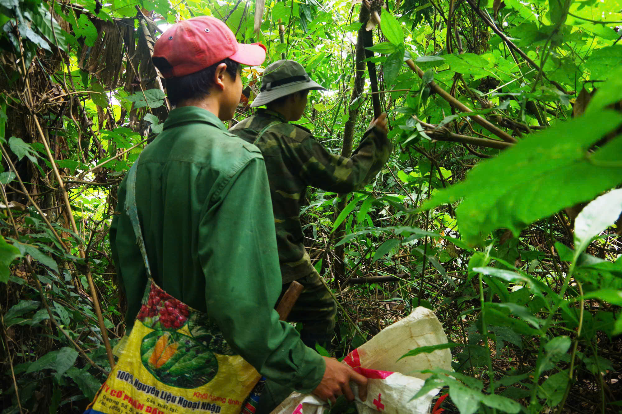 CHƠI TẾT VĂN MINH - GIỮ RỪNG BÌNH YÊN