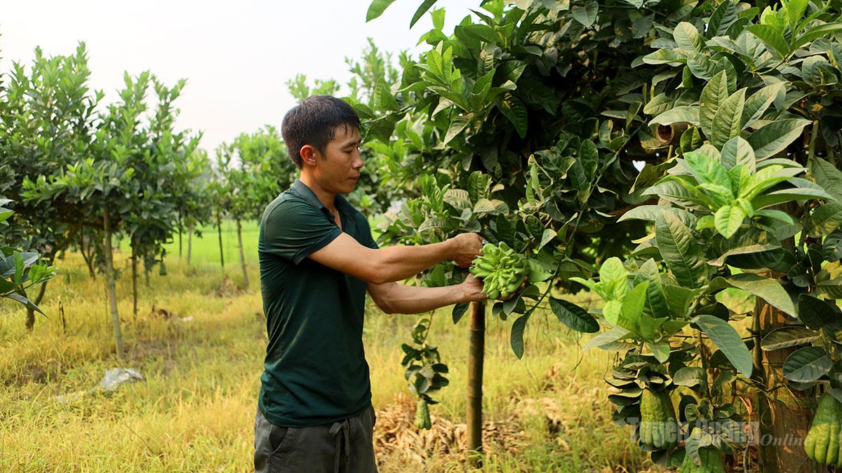 Phật thủ bám đất Yên Sơn