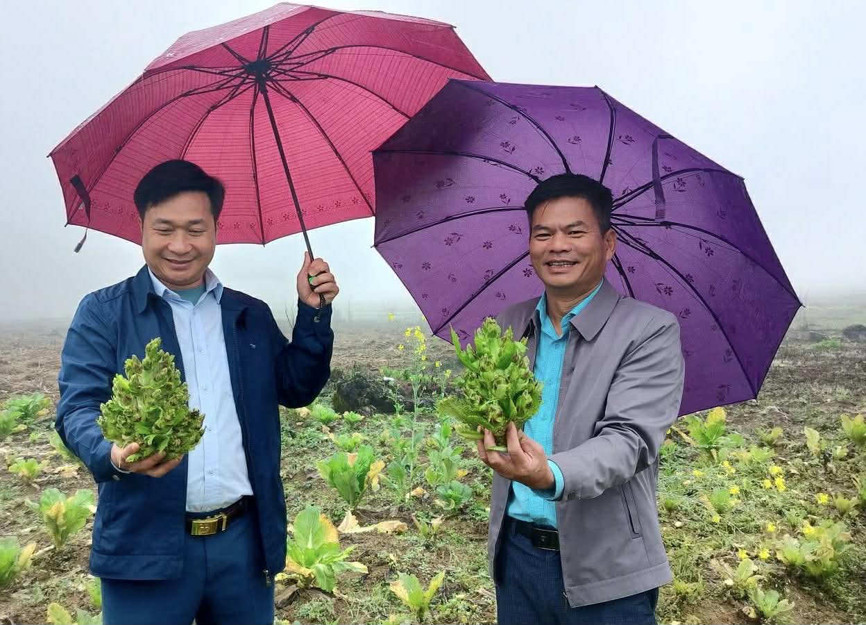 Cải mầm đá – Hướng đi mới cho phát triển kinh tế thôn Phiêng Luông