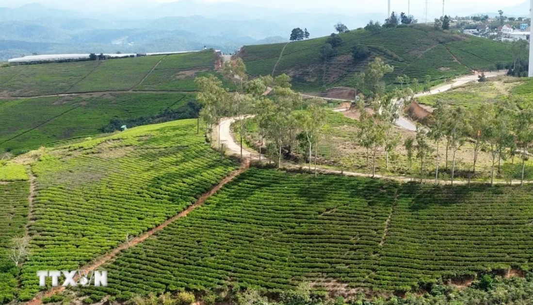 Đồi chè Cầu Đất - thiên đường săn mây và đón bình minh ở Đà Lạt