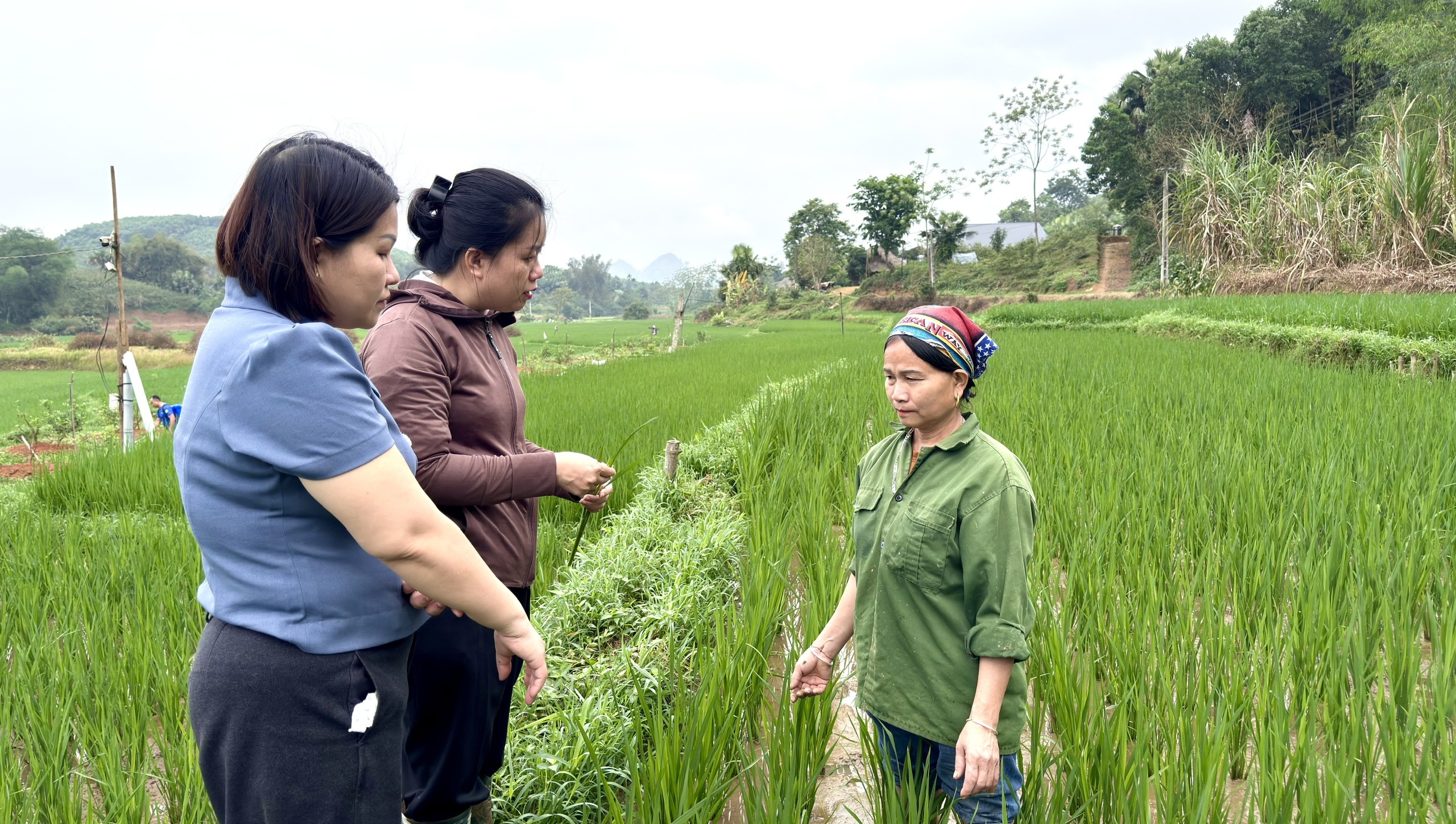 TRẠM BẢO VỆ VÀ KIỂM DỊCH THỰC VẬT KHU VỰC II PHỐI HỢP VỚI TRUNG TÂM DỊCH VỤ CÔNG XÃ YÊN PHÚ KIỂM TRA, HƯỚNG DẪN NGƯỜI DÂN ỨNG PHÓ VỚI MỘT SỐ LOẠI SÂU, BỆNH GÂY HẠI CHO LÚA VỤ XUÂN 2026