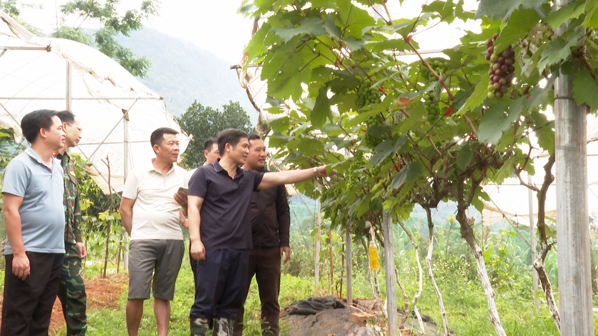 Chủ tịch UBND phường Hà Minh Mẫn kiểm tra mô hình trồng Nho tại Lùng Pục