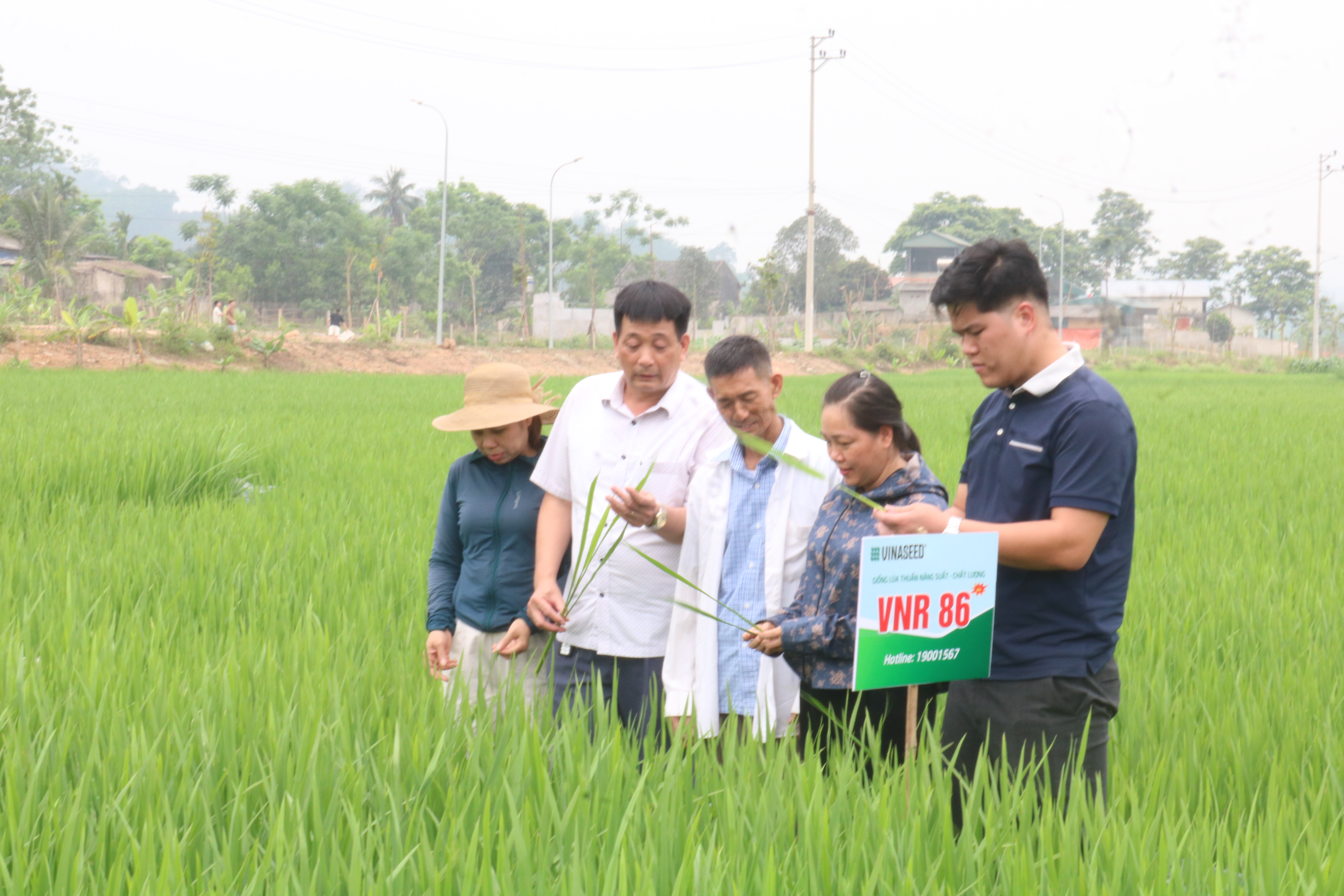 Triển khai xây dựng mô hình trình diễn giống lúa vụ Đông Xuân năm 2026 trên địa bàn xã 