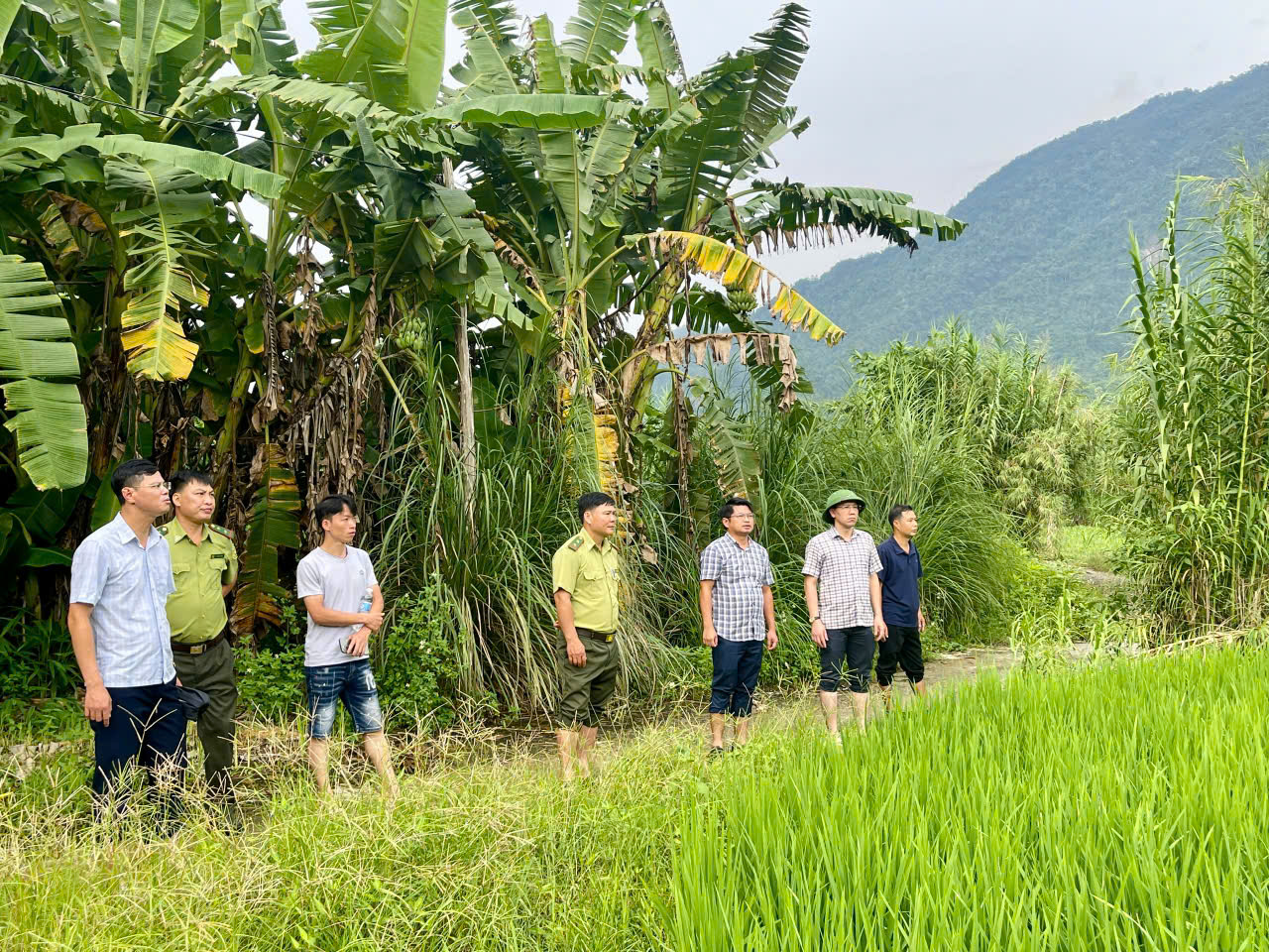 LÃNH ĐẠO XÃ TRUNG HÀ KIỂM TRA VÙNG QUY HOẠCH TRỒNG LÚA NĂNG SUẤT, CHẤT LƯỢNG CAO GIAI ĐOẠN 2026–2030