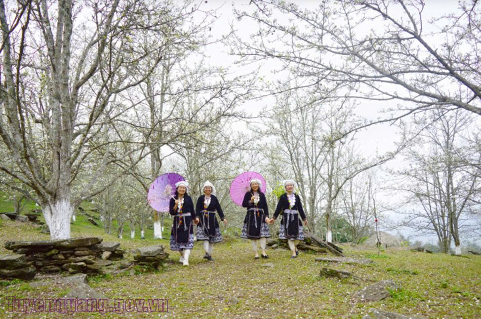 Hồng Thái: Rộn ràng mùa hoa lê