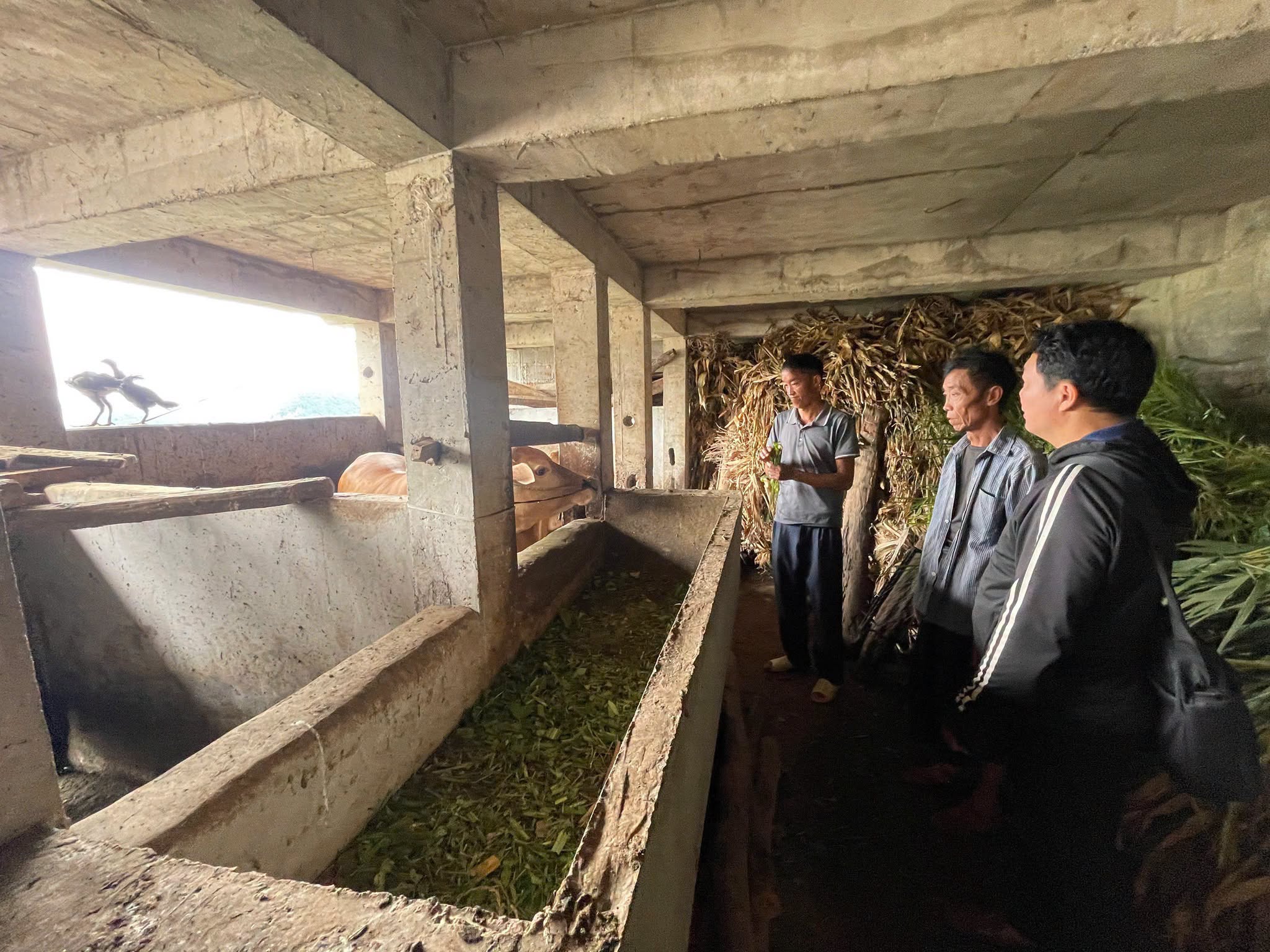 Lũng Phìn giải ngân kịp thời nguồn vốn Dự án hỗ trợ phát triển sản xuất cộng đồng chăn nuôi bò sinh sản, tiếp sức người dân phát triển kinh tế