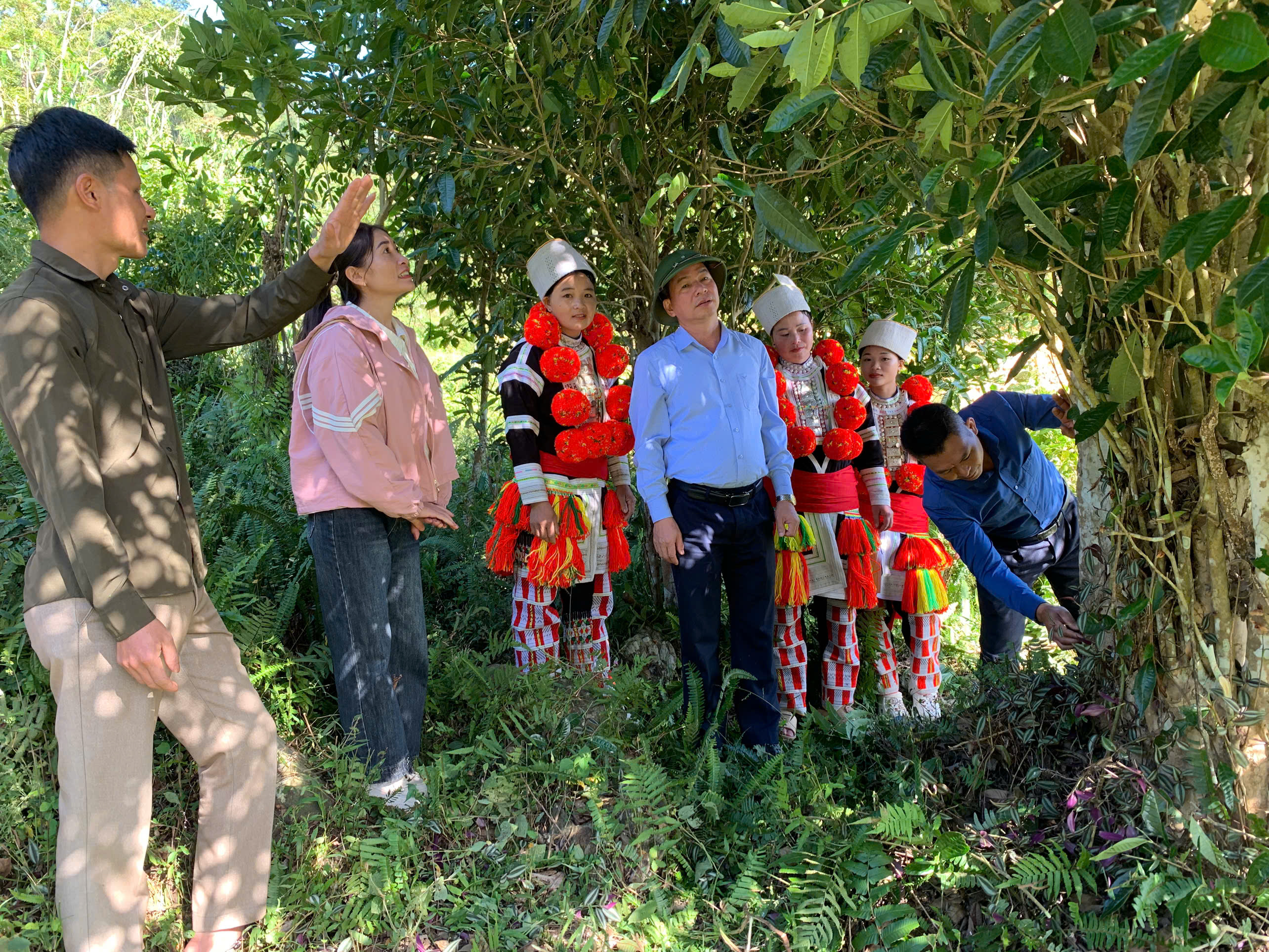 BÍ THƯ ĐẢNG ỦY XÃ KHẢO SÁT SẢN LƯỢNG CHÈ VÀ TIỀM NĂNG CÂY DƯỢC LIỆU TẠI THÔN KHUỔI PHÌN