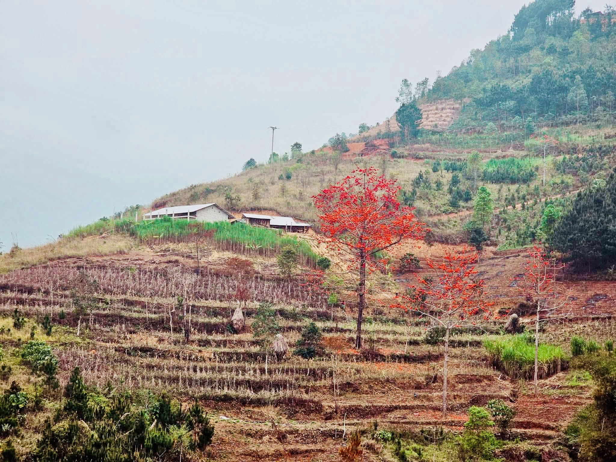 Khâu Vai tổ chức Lễ hội hoa Mộc Miên và hoa Ban lần thứ nhất năm 2026