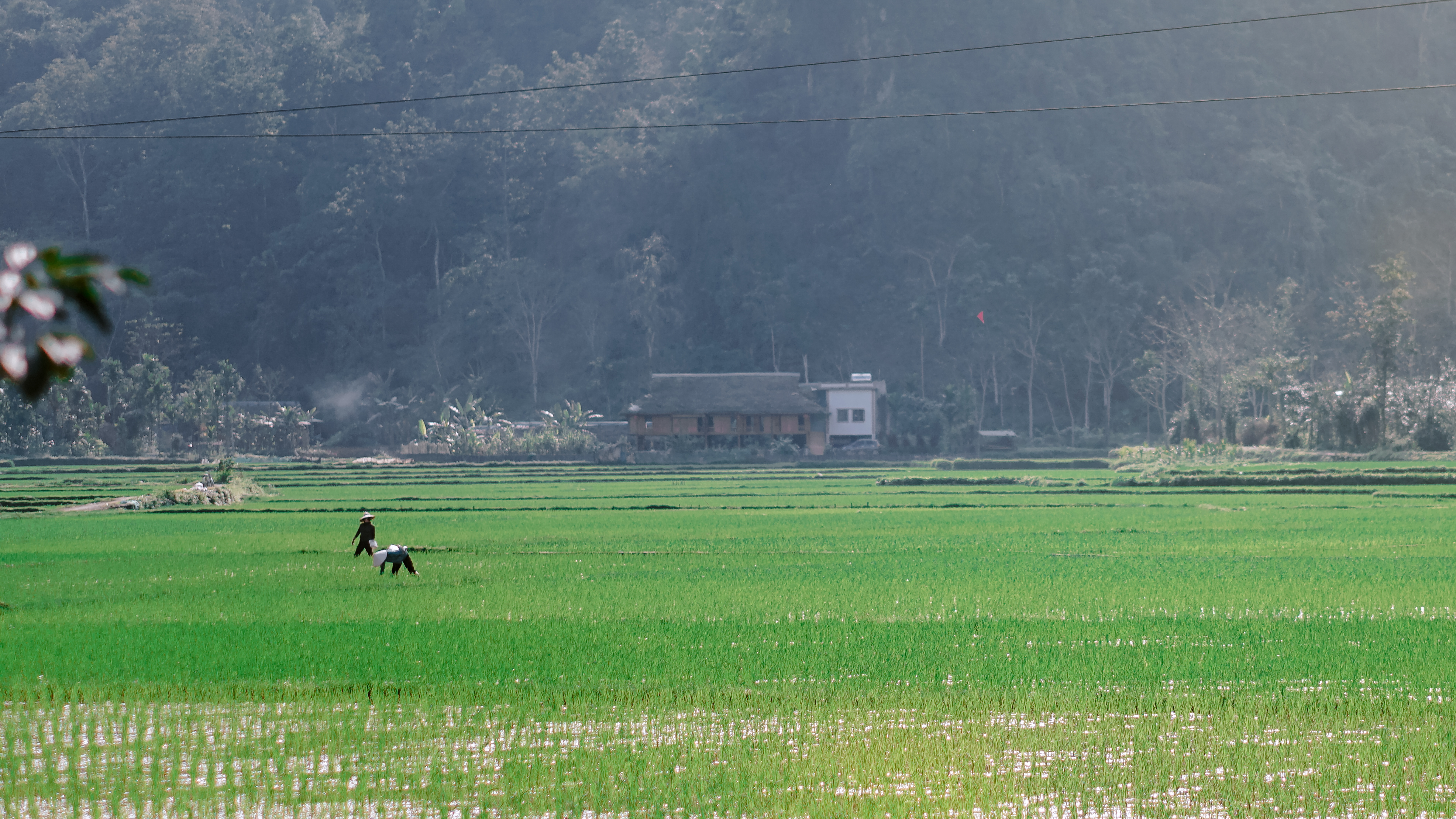 Nông dân xã Xuân Giang tích cực chăm sóc hơn 310 ha lúa vụ Đông Xuân