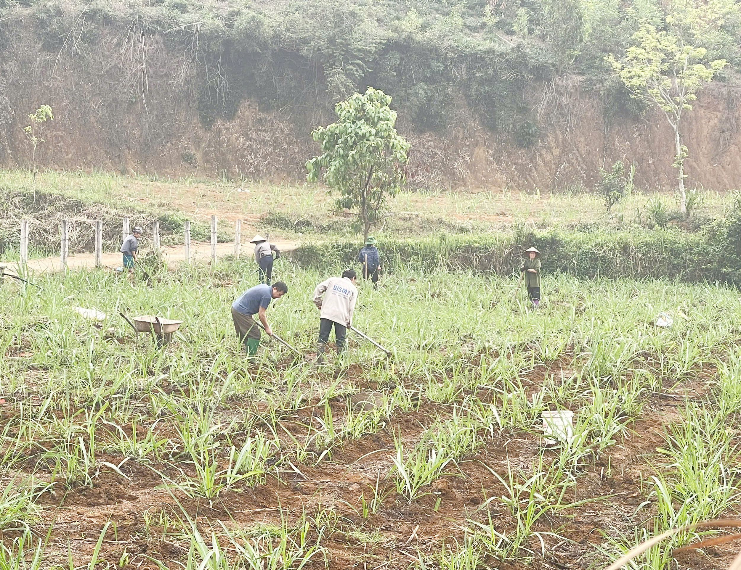 Minh Thanh tập trung chăm sóc cây mía vụ xuân hè