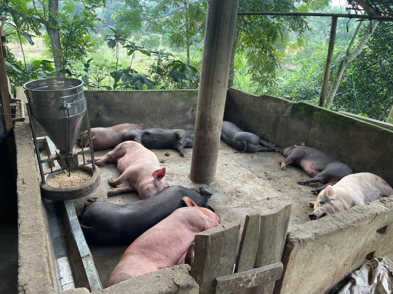 DỊCH TẢ LỢN CHÂU PHI ĐANG BÙNG PHÁT TRÊN ĐỊA BÀN XÃ BẠCH XA!