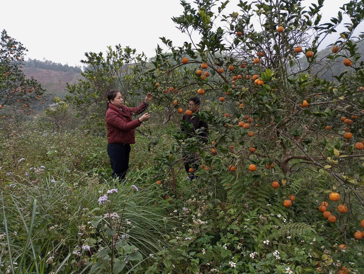 HỘI NÔNG DÂN XÃ KIỂM TRA VIỆC SỬ DỤNG NGUỒN VỐN TỪ QUỸ HỖ TRỢ NÔNG DÂN