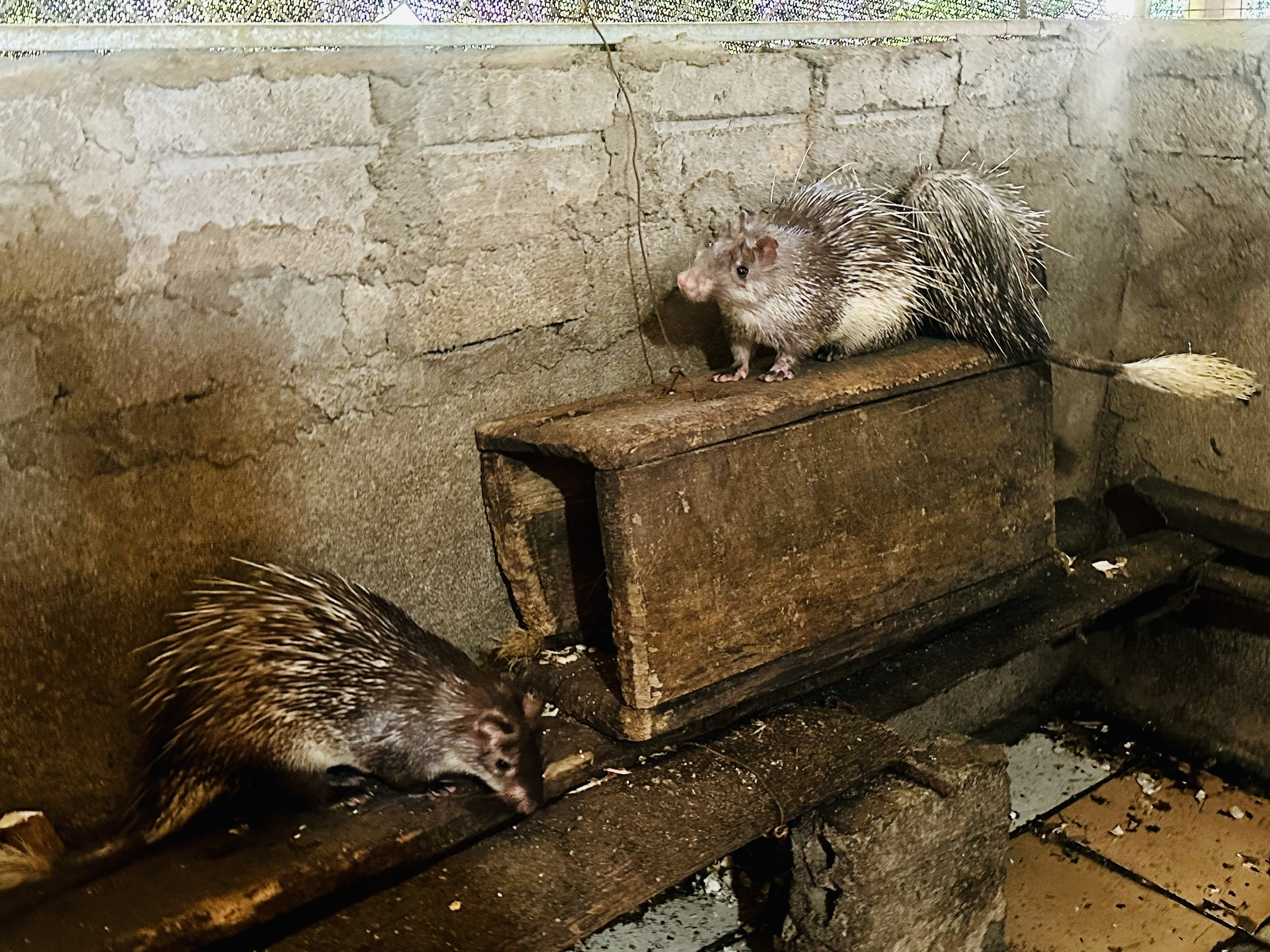 Tổ hợp tác nuôi Don – Hướng đi mới mang lại hiệu quả kinh tế