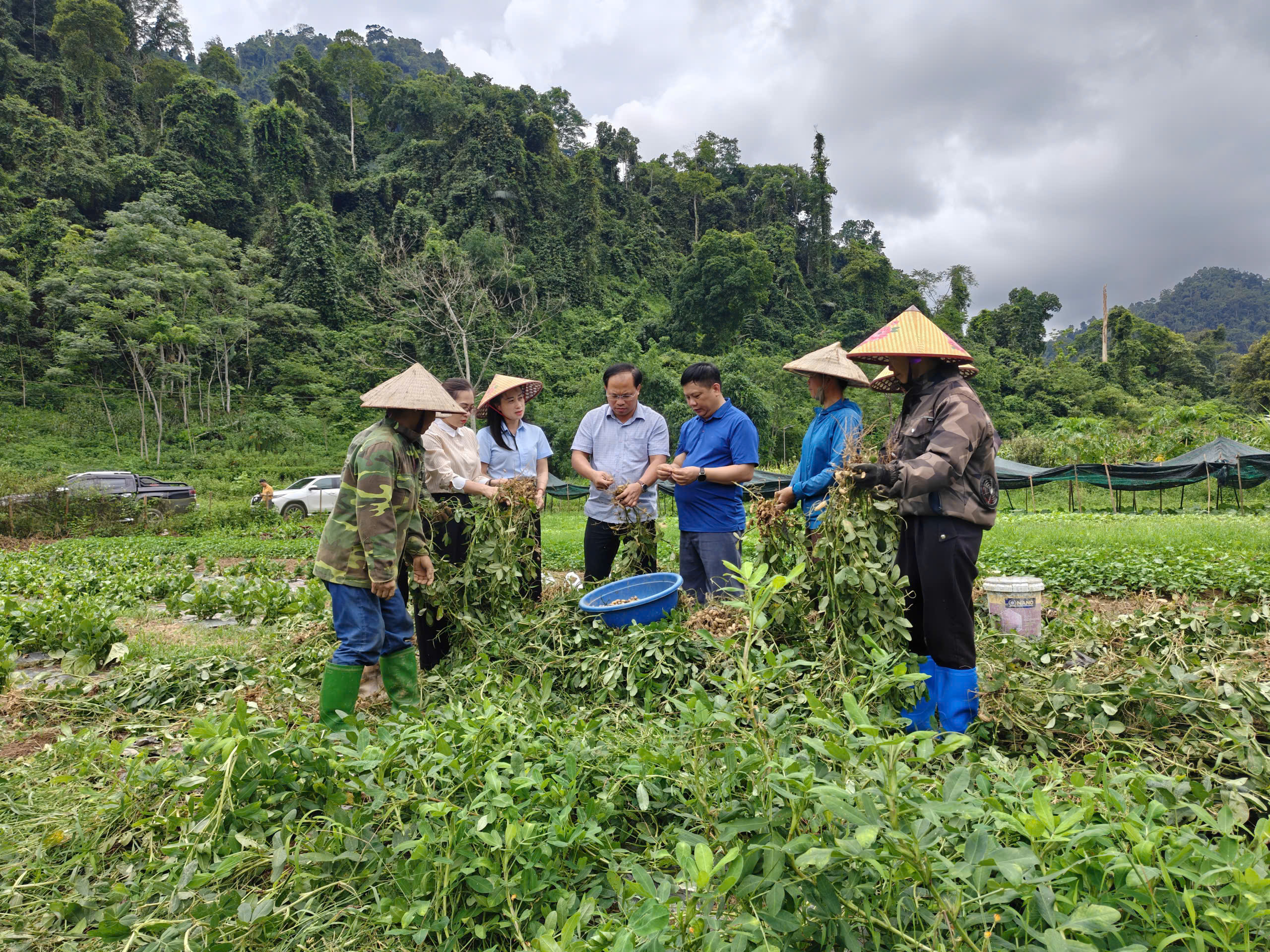 Lãnh đạo xã Nà Hang khảo sát, đánh giá mô hình trồng lạc đen tại thôn Bản Bung hướng tới phát triển sản phẩm hàng hóa đặc sản