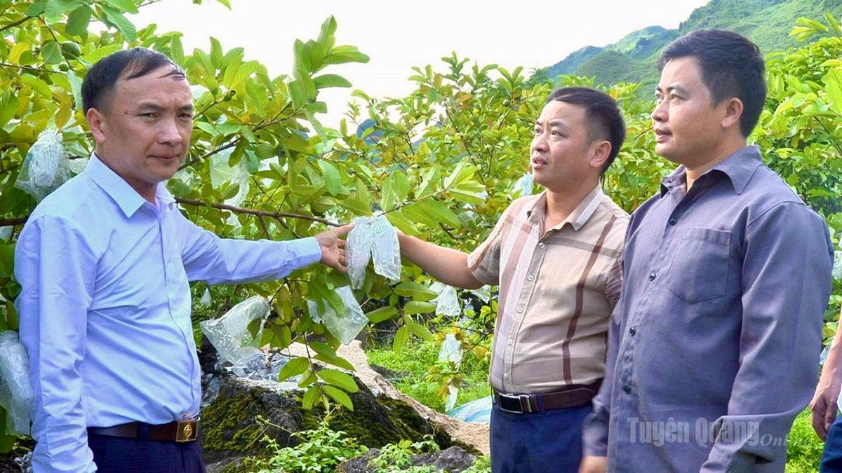 Lùng Tám phát triển nông nghiệp hàng hóa