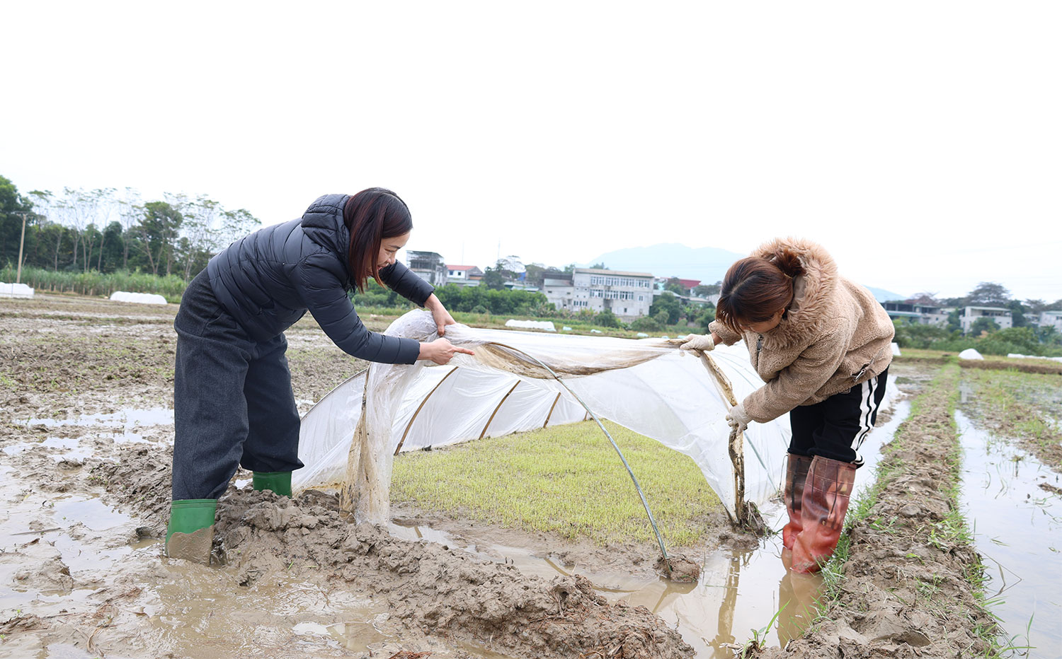 Yên Sơn chủ động phòng chống rét cho cây trồng, vật nuôi