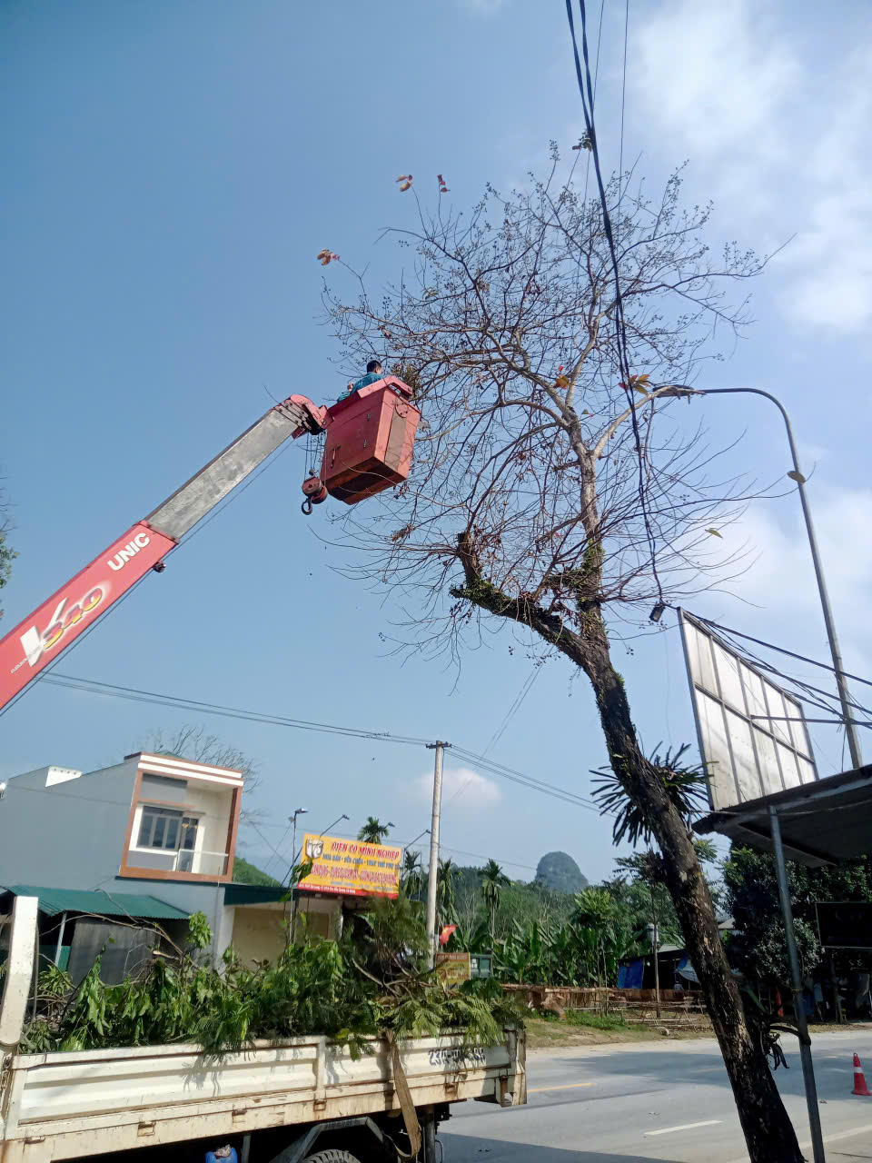 Tỉa c&acirc;y chuẩn bị bầu cử 5.jpg