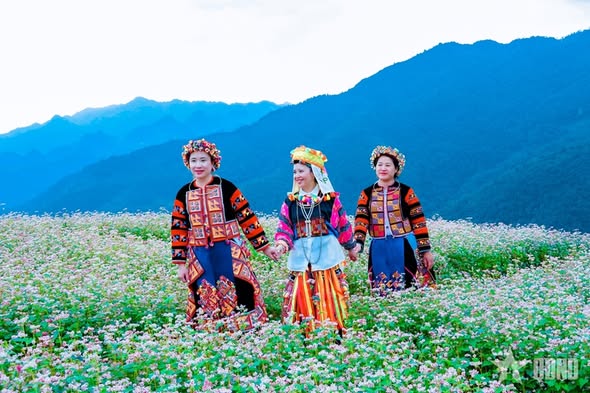 Tuyên Quang hướng tới Lễ hội Hoa tam giác mạch 2025: Lan tỏa sức sống “Miền đá nở hoa”