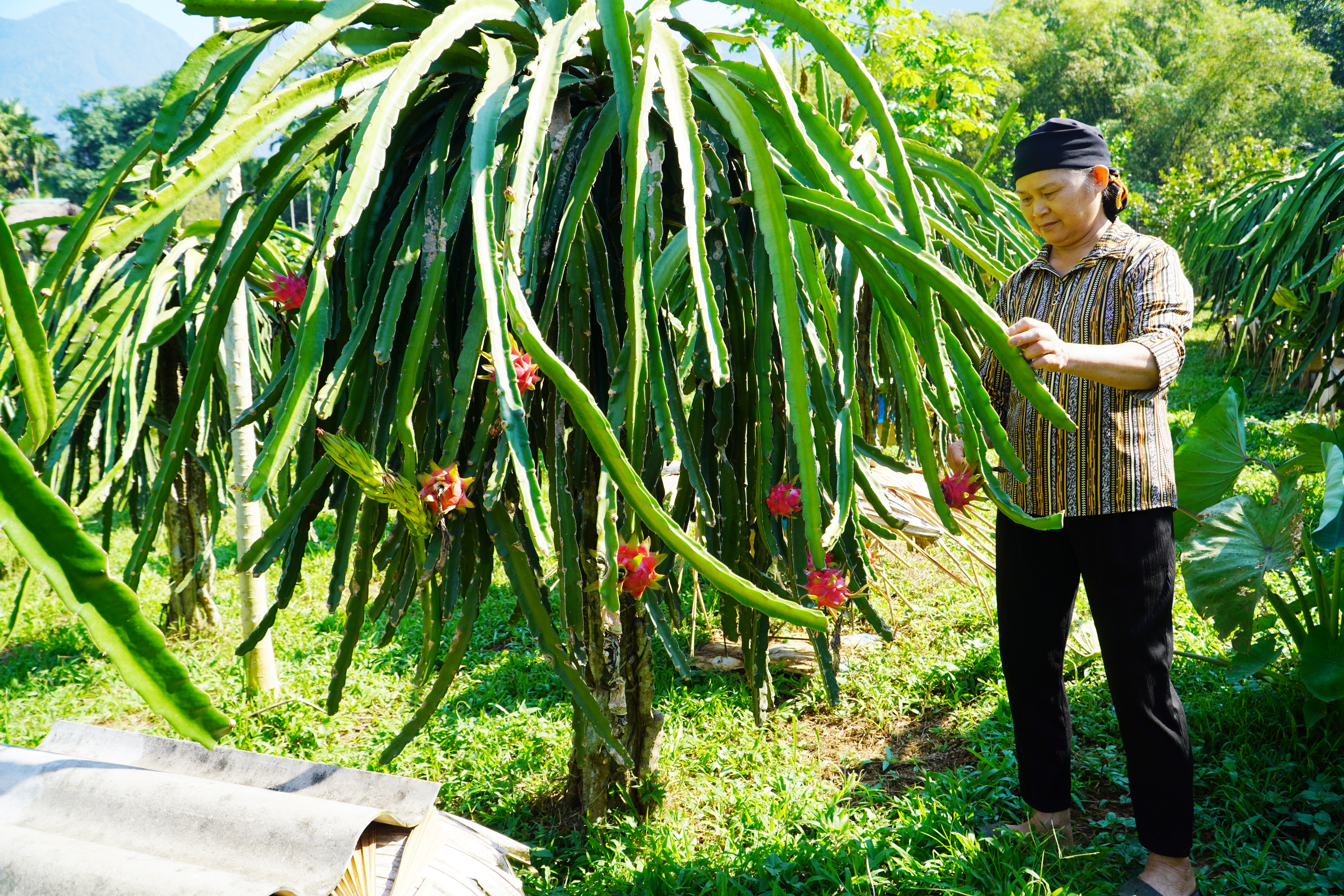 CHUYỂN ĐỔI VƯỜN TẠP TRỒNG CÂY ĂN QUẢ CHO THU NHẬP CAO 