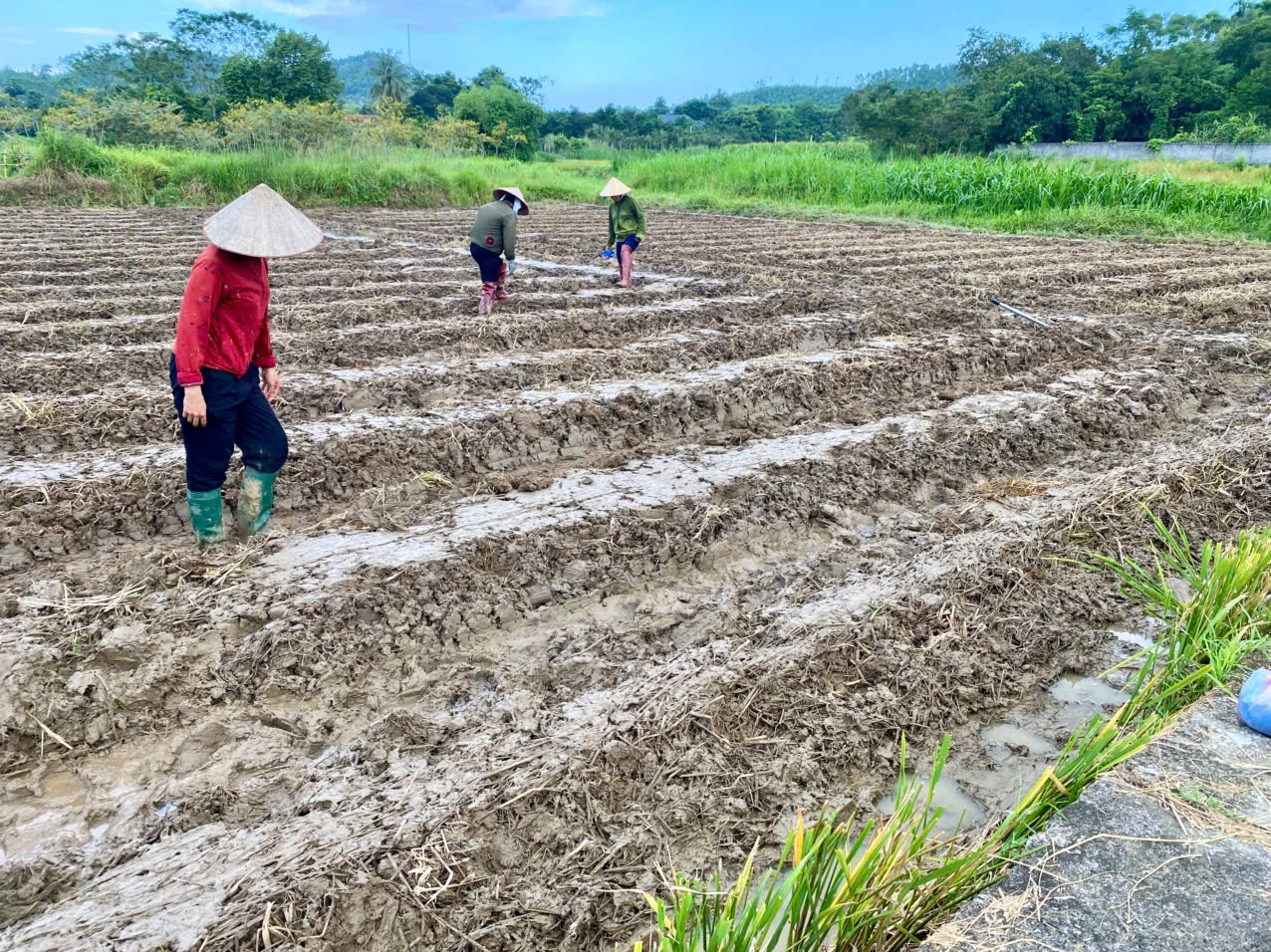 XÃ PHÚ LƯƠNG: KHÍ THẾ RA ĐỒNG TRỒNG CÂY VỤ ĐÔNG SAU THU HOẠCH LÚA MÙA