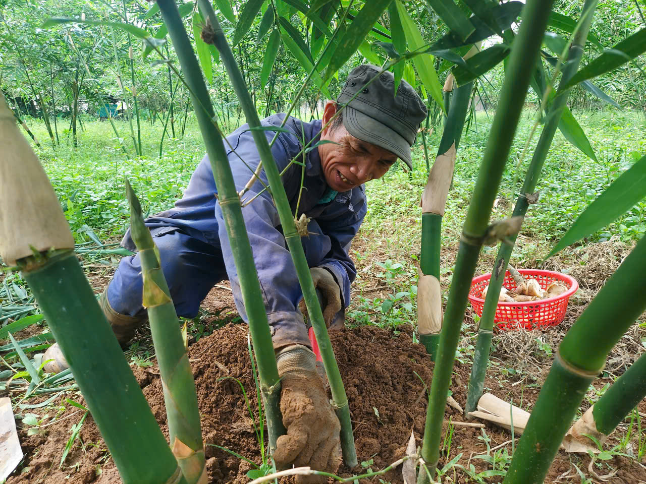 Lương Văn Quyến, thôn Khuôn Làng, xã Tùng Bá - Gương nông dân mạnh dạn chuyển đổi cây trồng 