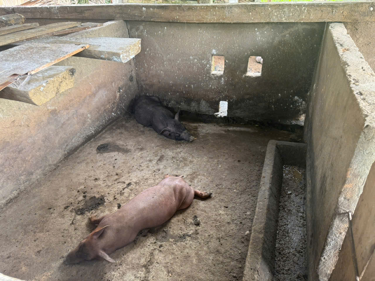 kiểm trantinhf h&igrave;nh dịch bệnh tr&ecirc;n đ&agrave;n gia s&uacute;c..jpg