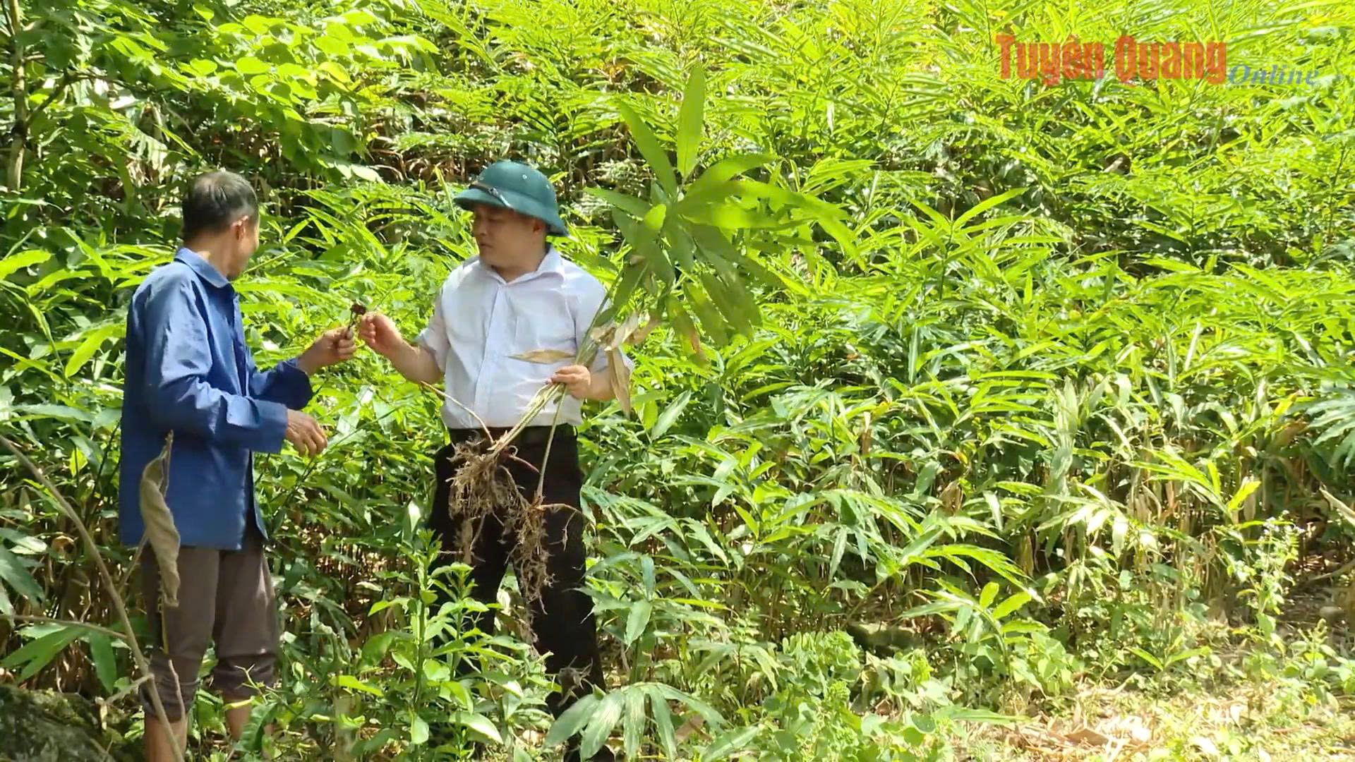 Tiềm năng phát triển dược liệu ở Ngọc Long