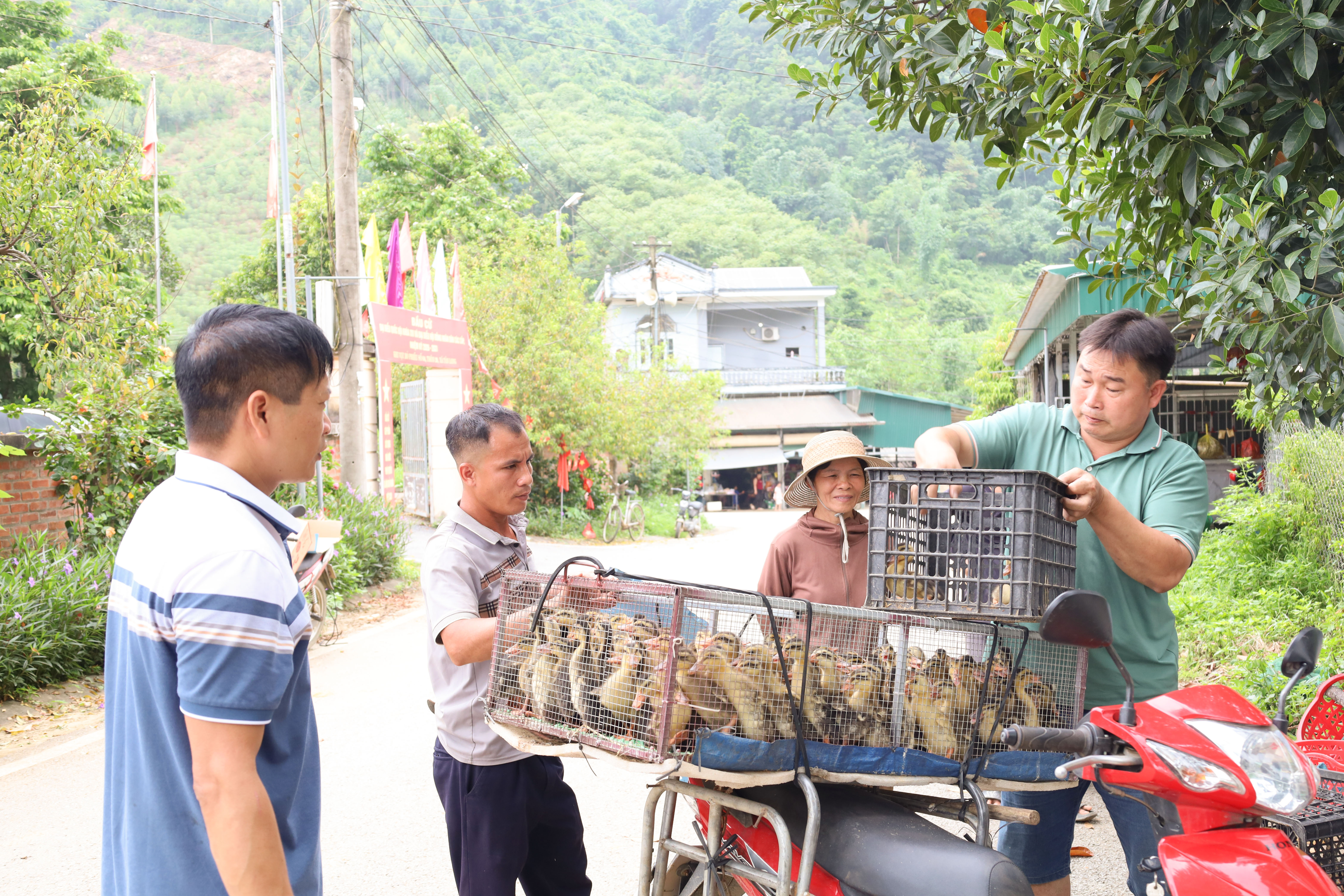 Mở hướng sinh kế từ dự án nuôi vịt bầu thả suối tại xã Tân Long