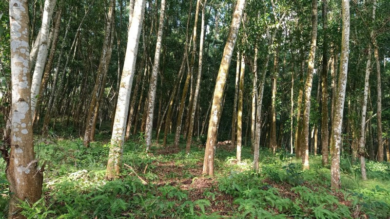 Tuyên Quang - điểm sáng Chương trình 809: Hướng tới định hướng lâm nghiệp hiện đại