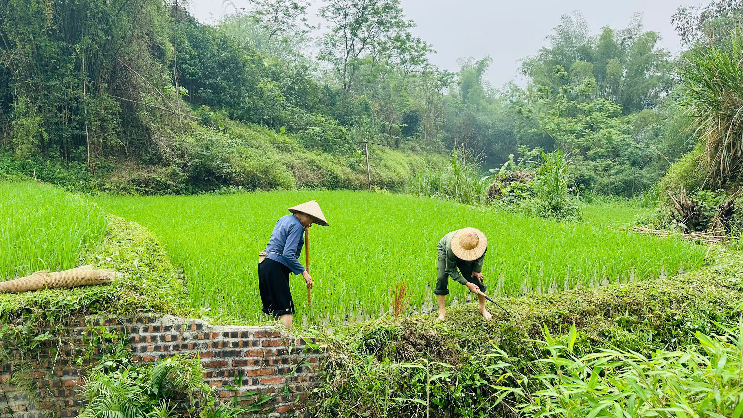 Bà con nông dân xã Hồng Thái chăm sóc tốt diện tích cây trồng vụ xuân năm 2026