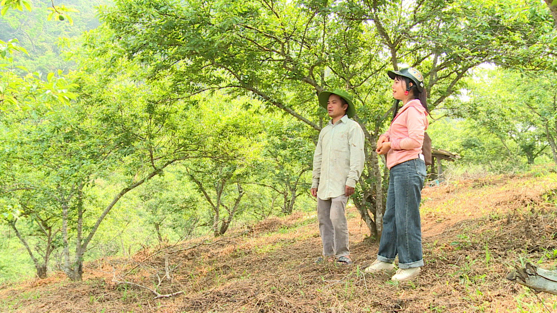 Từ đất trồng ngô kém hiệu quả đến vườn mận cho thu nhập ổn định - Hướng đi mới của anh Phùng Văn Hồng