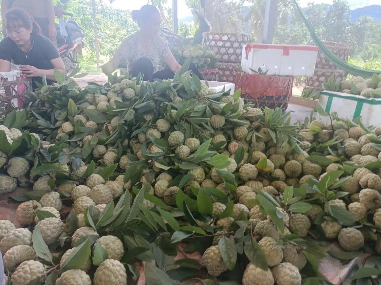 XUÂN VÂN RỘN RÀNG MÙA THU HOẠCH NA - TRÁI NGỌT TỪ ĐẤT LÀNH VÀ DẤU ẤN SỰ LÃNH ĐẠO CỦA ĐẢNG