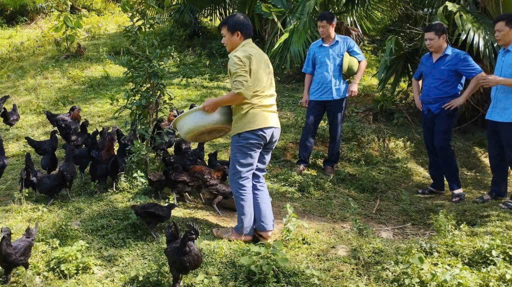 Xuân Giang quan tâm phát triển mô hình chăn nuôi gà đen bản địa, nâng cao thu nhập cho người dân.
