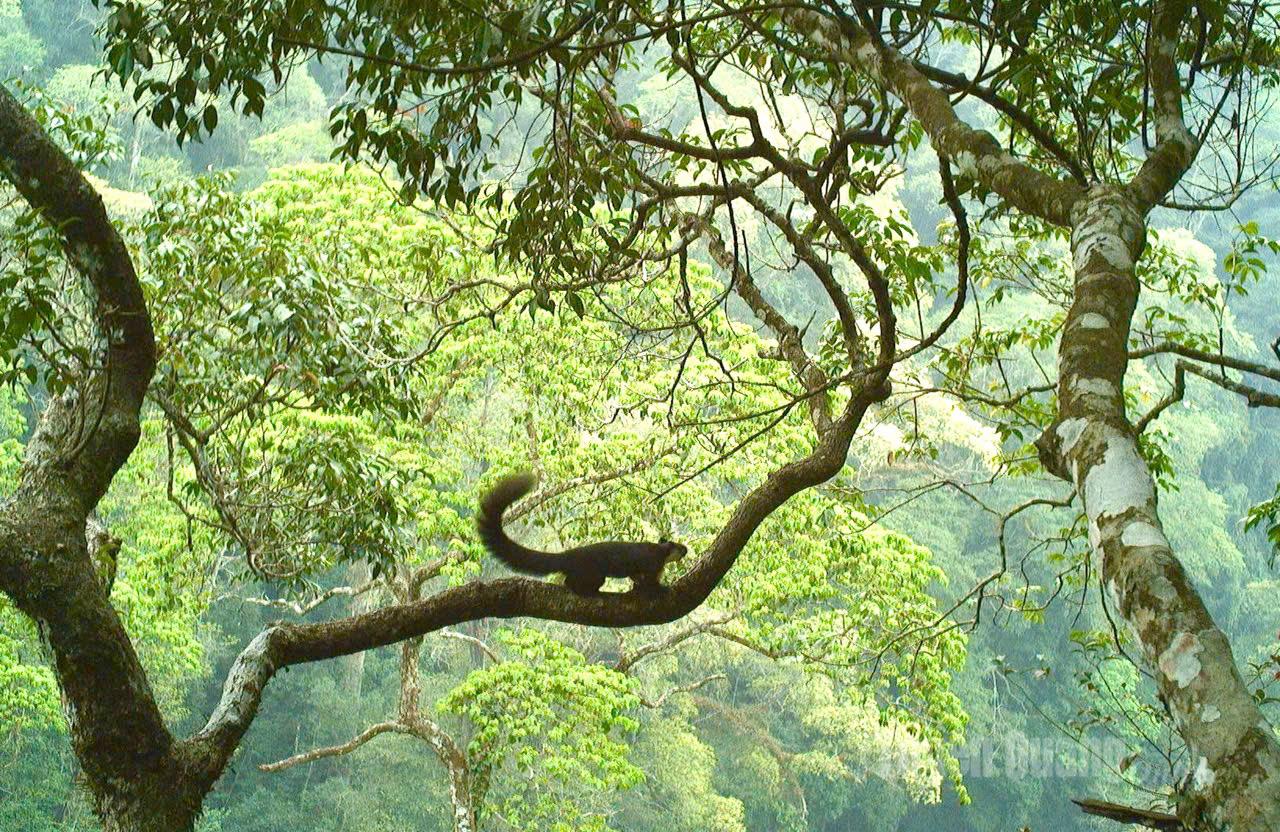 Bẫy ảnh ghi lại nhiều loài động vật quý hiếm ở vườn quốc gia Du Già – Cao nguyên đá Đồng Văn