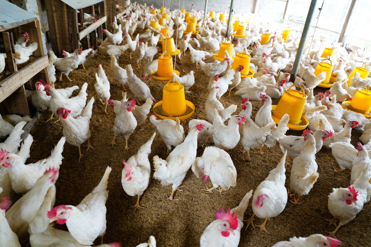 Lãnh đạo xã Ngọc Đường khảo sát chuyển đổi cơ cấu cây trồng vật nuôi trên địa bàn