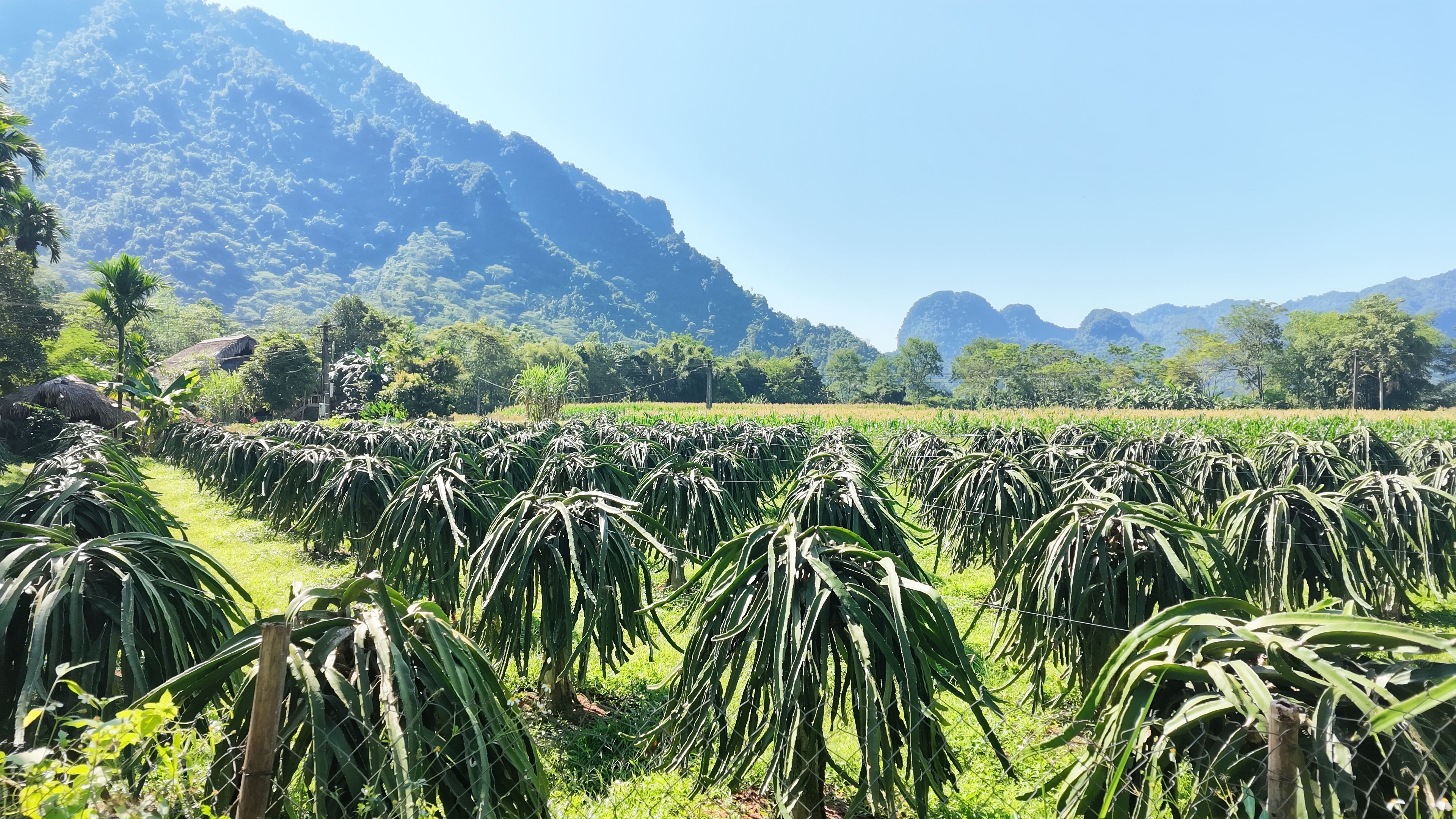Thanh long 5.JPG