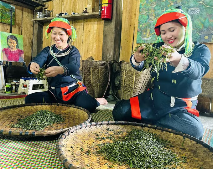 Chè Shan tuyết cổ thụ - mỏ vàng xanh giữa đại ngàn
