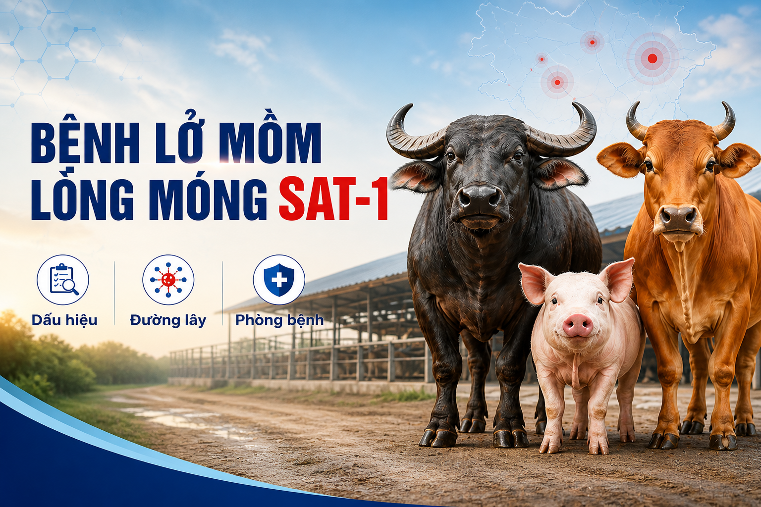 Chủ động ứng phó khẩn cấp với bệnh lở mồm long móng do vi rút serotype SAT1