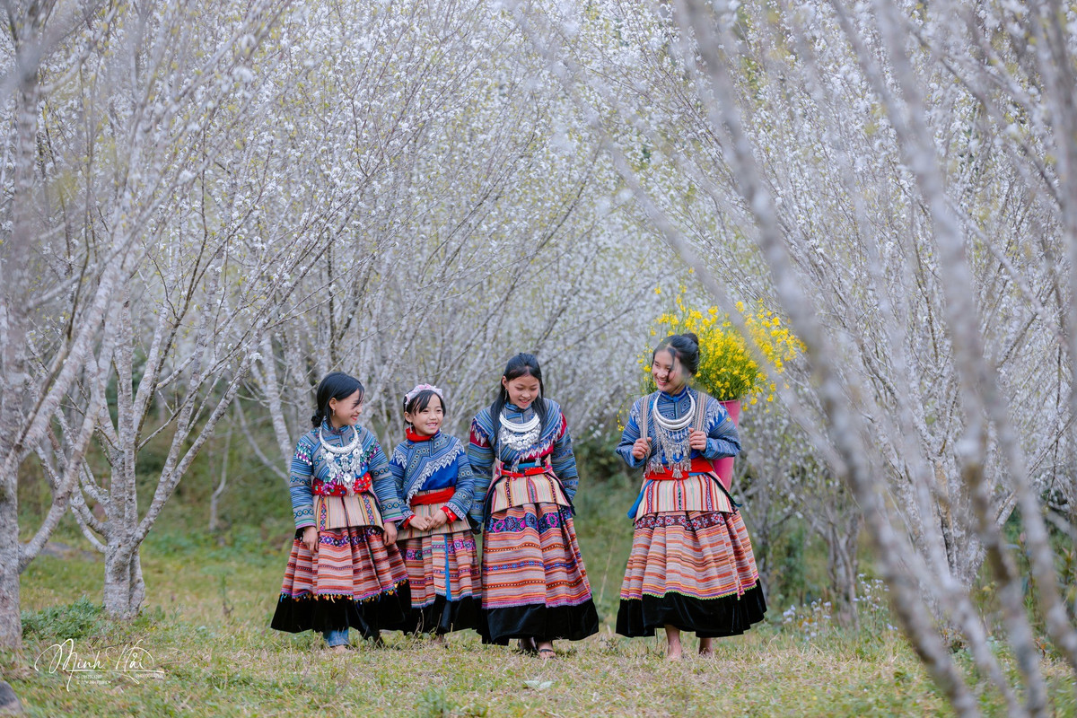 Lùng Phình mùa hoa mận trắng đẹp mê mẩn, hút khách check-in