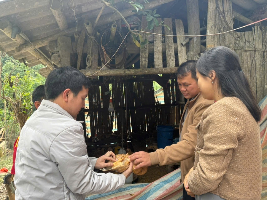 Kiểm tra mô hình chăn nuôi gà ri lai và công tác phòng, chống đói rét cho đàn gia súc