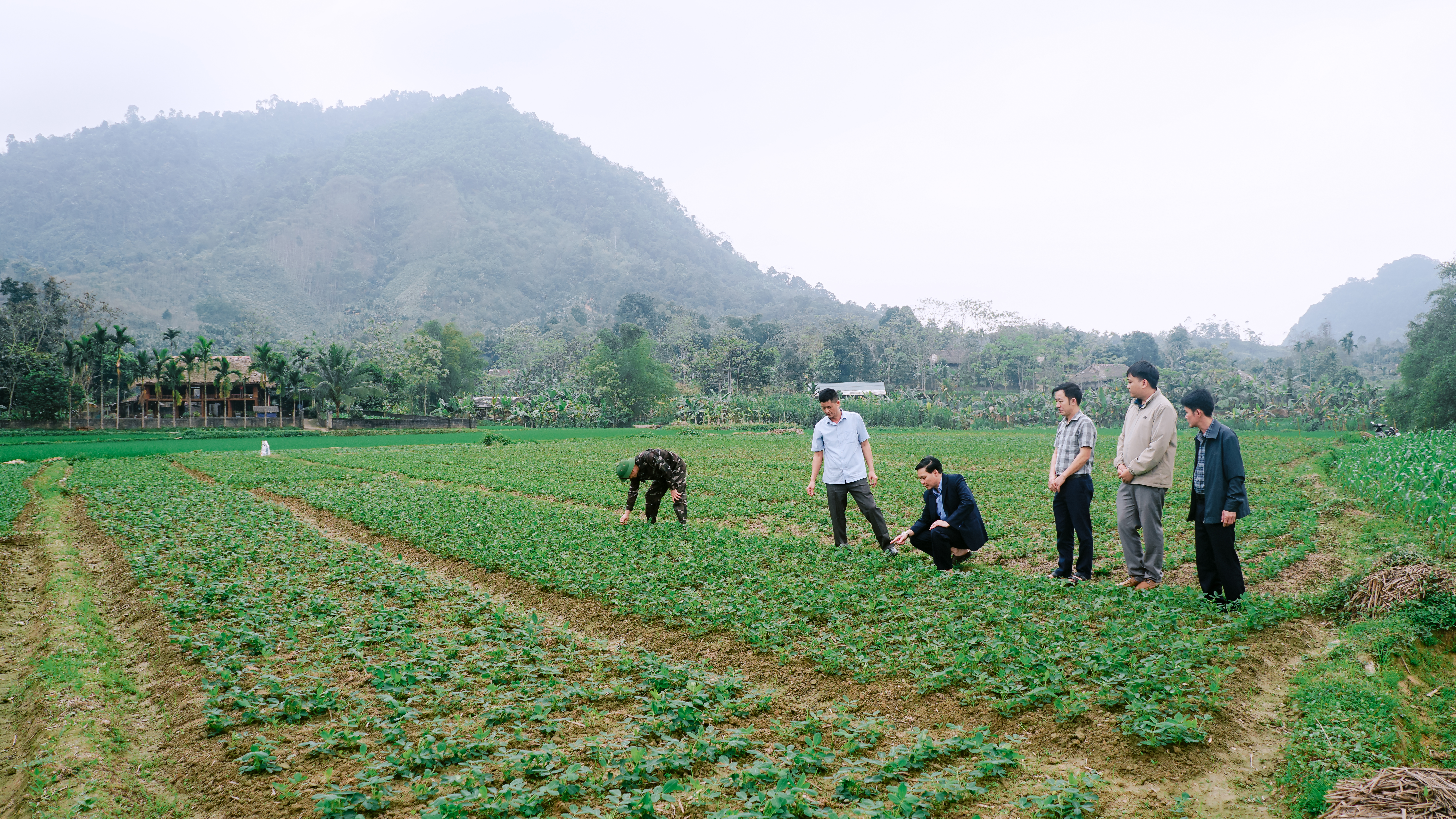 Lãnh đạo xã Xuân Giang kiểm tra tiến độ mô hình liên kết trồng Lạc hoa Vụ Xuân 2026