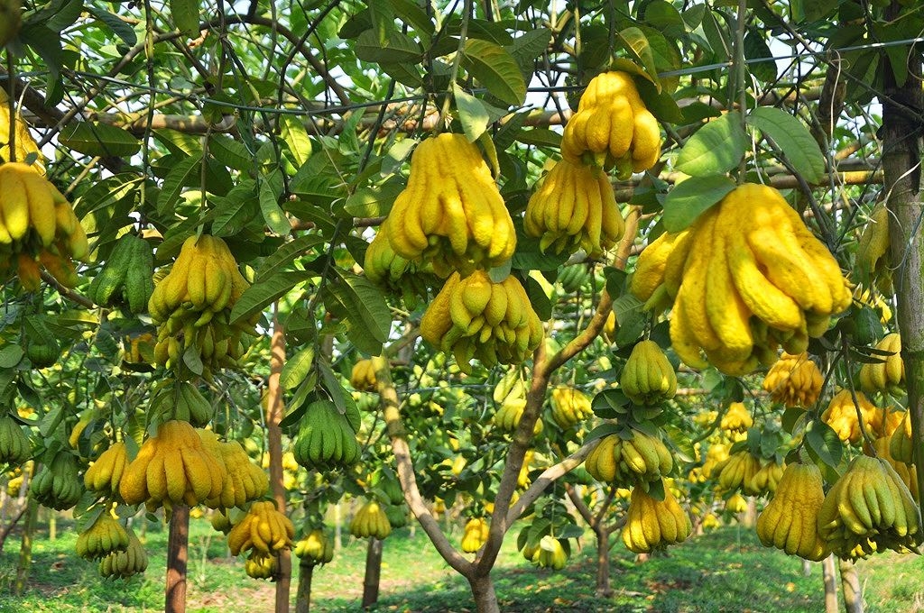 HỌP BÀN ĐỊNH HƯỚNG PHÁT TRIỂN CHO CÂY PHẬT THỦ TRÊN ĐỊA BÀN XÃ YÊN PHÚ