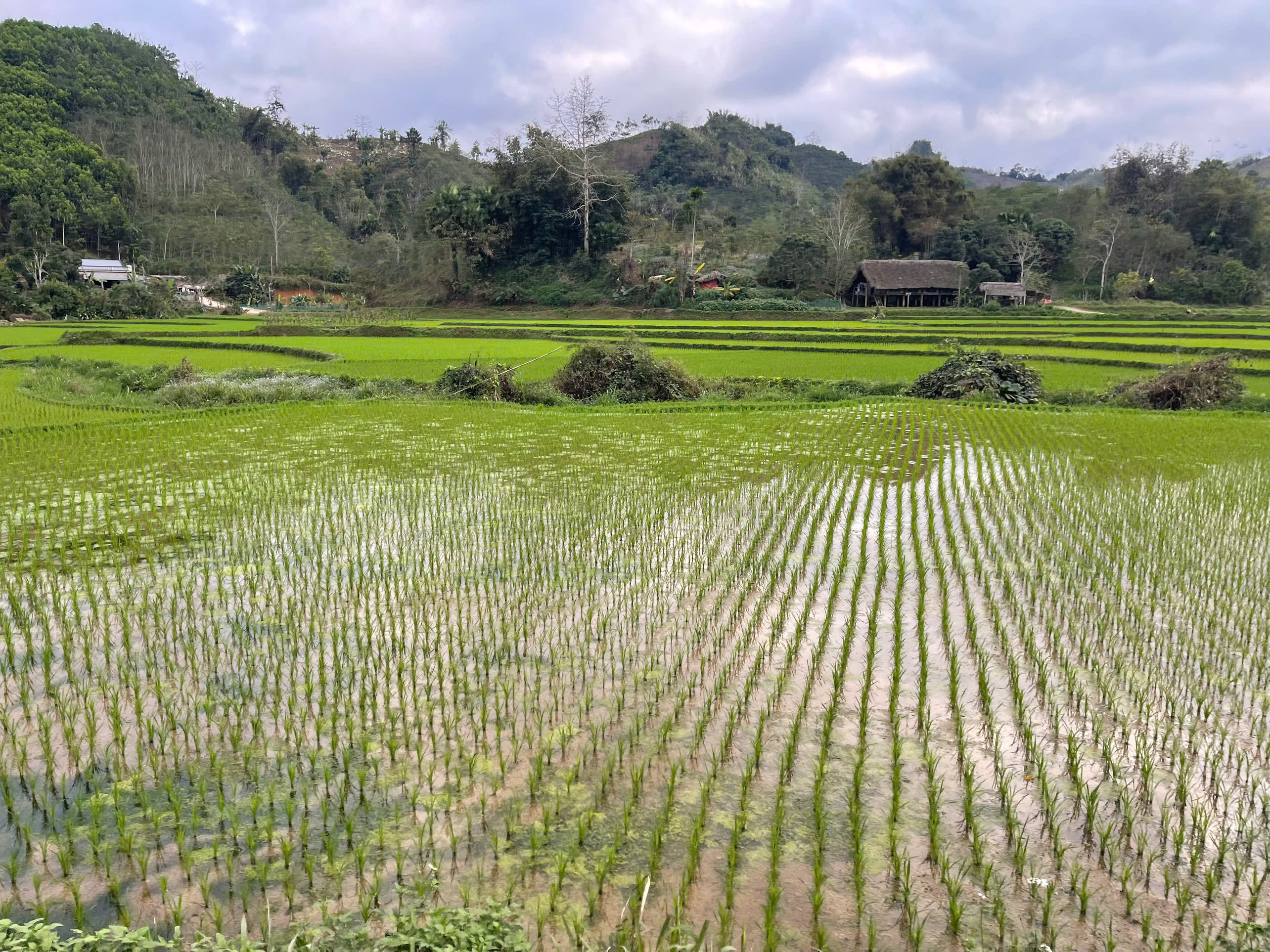 Tăng cường chăm sóc lúa sau Tết, quyết tâm giành thắng lợi vụ Xuân 2026
